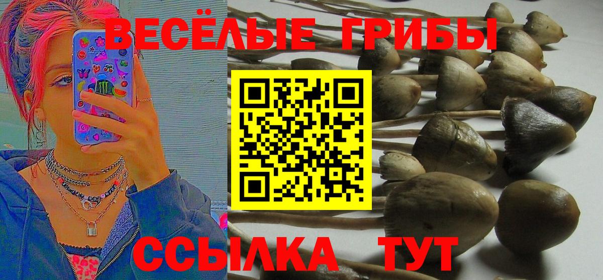 Галлюциногенные грибы прущие грибы Вышний Волочёк